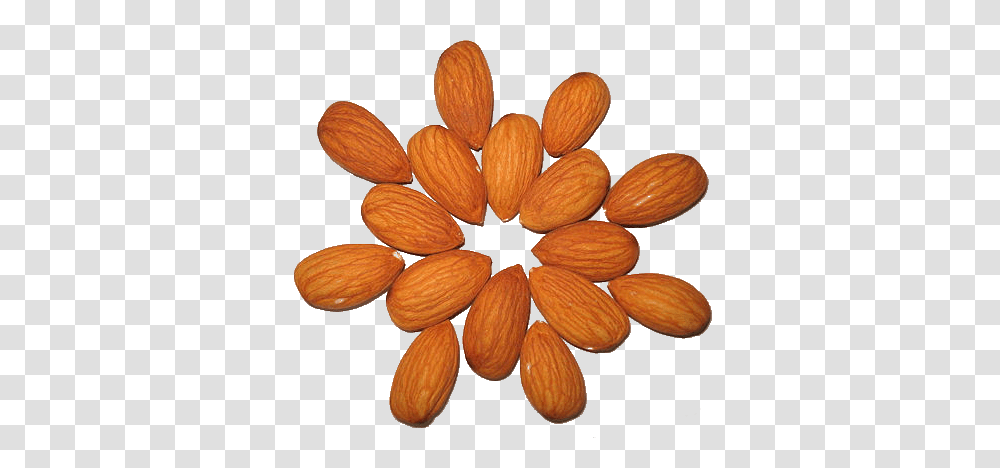 Almond, Plant, Nut, Vegetable, Food Transparent Png