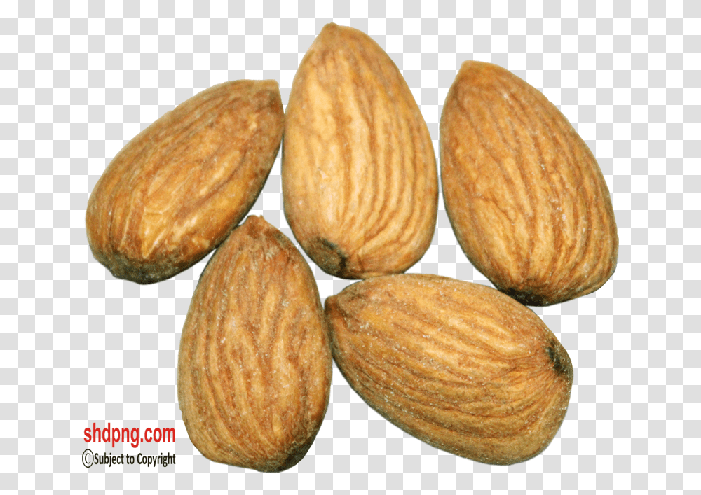 Almond, Plant, Nut, Vegetable, Food Transparent Png