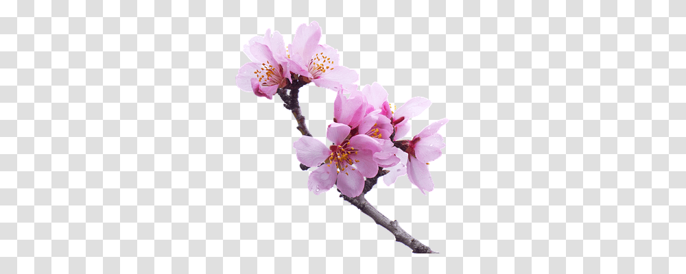 Almond Tree Plant, Cherry Blossom, Flower, Geranium Transparent Png