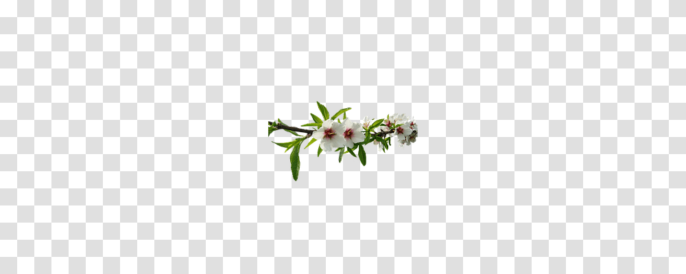 Almond Tree Nature, Plant, Flower, Blossom Transparent Png