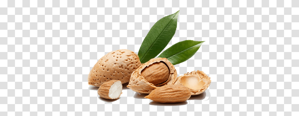 Almond Tree Almonds Tree Root, Plant, Nut, Vegetable, Food Transparent Png