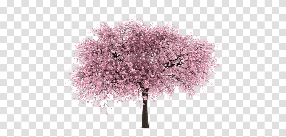 Almond Tree Clipart Free Images Cherry Blossom Tree White Background, Plant, Flower, Panoramic, Landscape Transparent Png