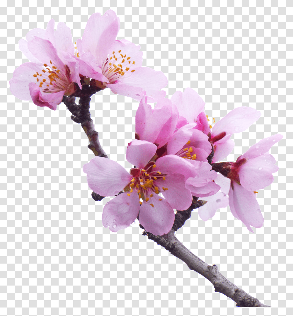 Almond Tree Flowery Branch Flower Background, Plant, Cherry Blossom, Pollen Transparent Png