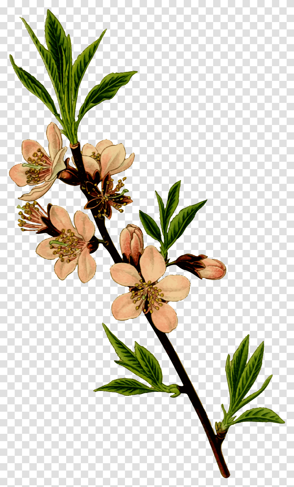 Almond Tree, Plant, Acanthaceae, Flower Transparent Png