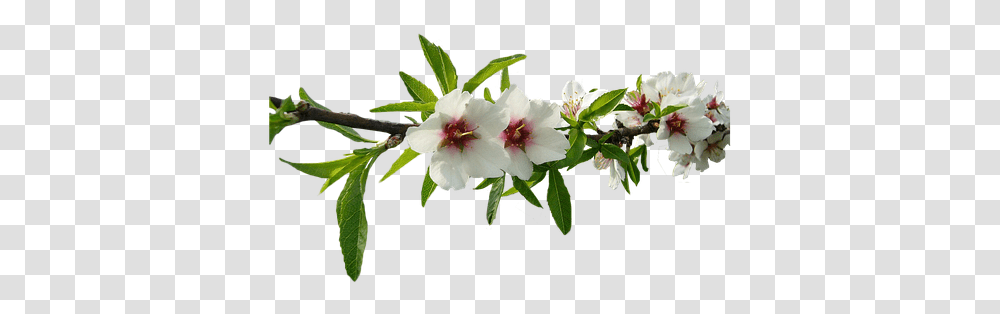 Almond Tree White Flowers Almond Tree Nature Flower Almond, Plant, Blossom, Acanthaceae, Geranium Transparent Png