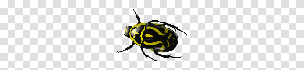 Almond Vector Clipart, Animal, Insect, Invertebrate, Wasp Transparent Png