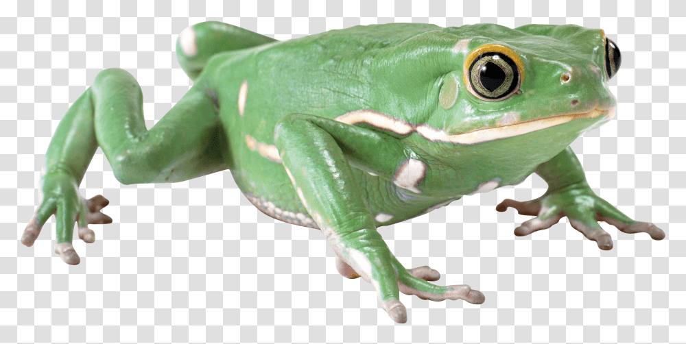 Almost Flat Frog Frog With No Background, Amphibian, Wildlife, Animal, Lizard Transparent Png