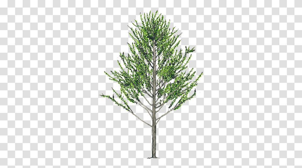 Alnus Acuminata, Tree, Plant, Pine, Conifer Transparent Png
