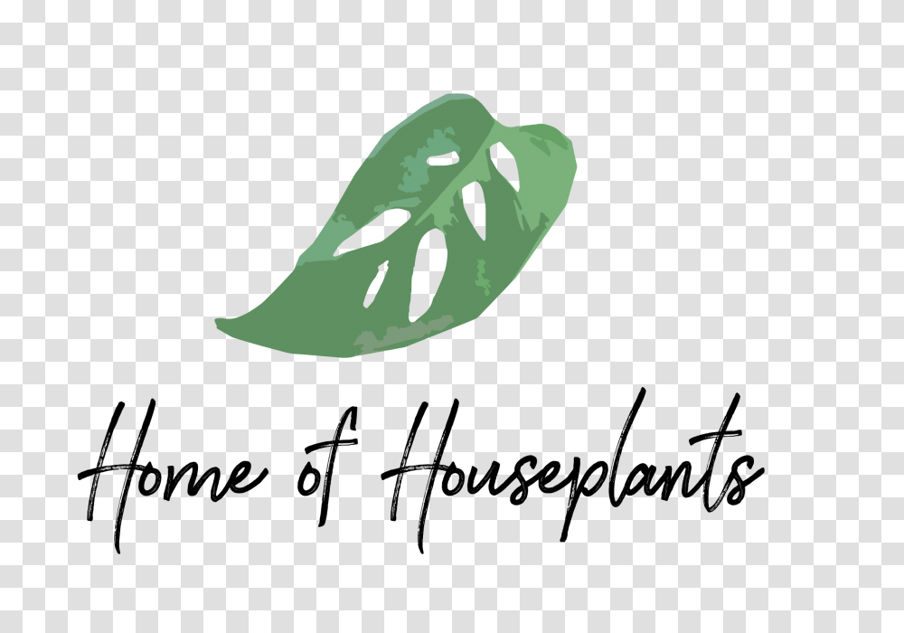 Alocasia Shockwave Home Of Houseplants Home Of Houseplants, Bird, Animal, Seed, Grain Transparent Png