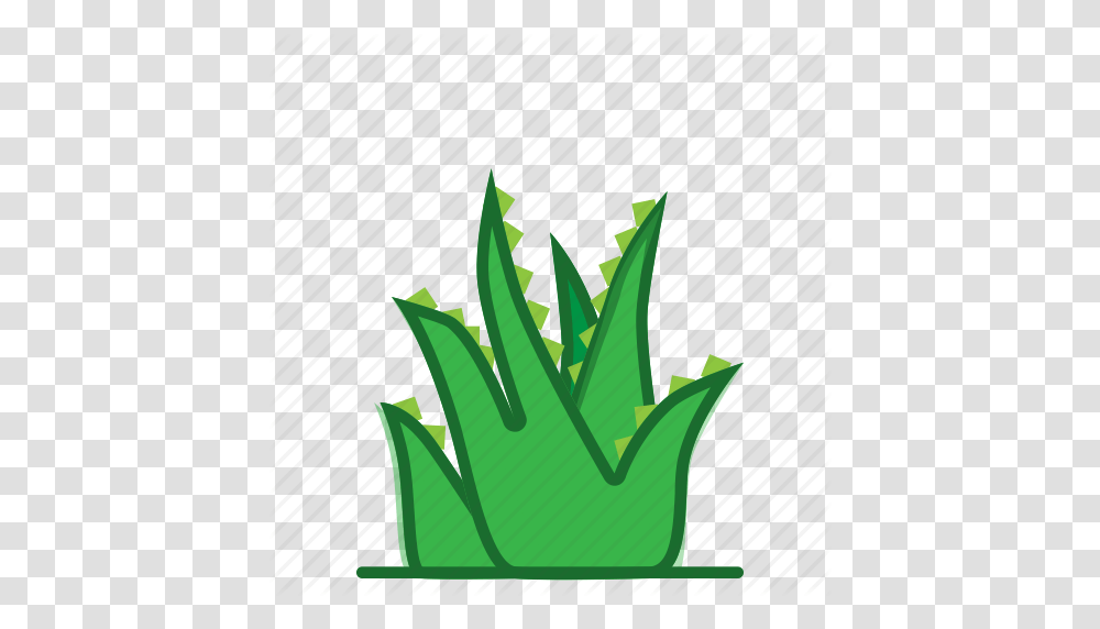 Aloe Aloe Vera Plants Succulent Trees Icon, Produce, Food, Vegetable, Birthday Cake Transparent Png