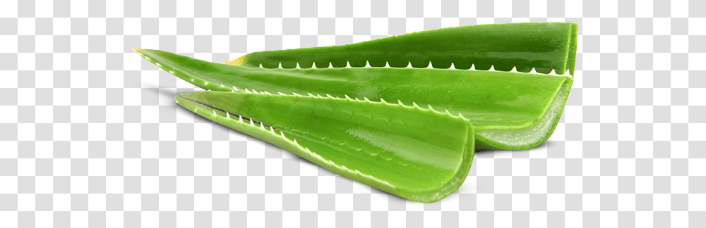 Aloe And Cucumber Gin Agave, Plant Transparent Png