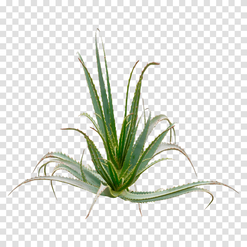 Aloe Arborescences Plant Over Years Age Transparent Png