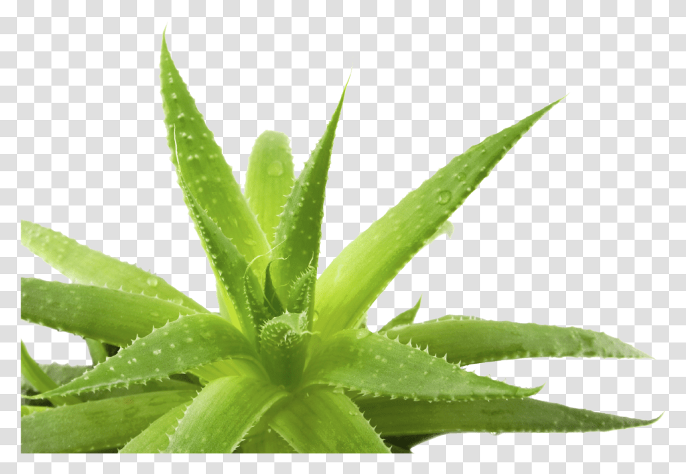 Aloe Background Background Aloe Vera, Plant Transparent Png