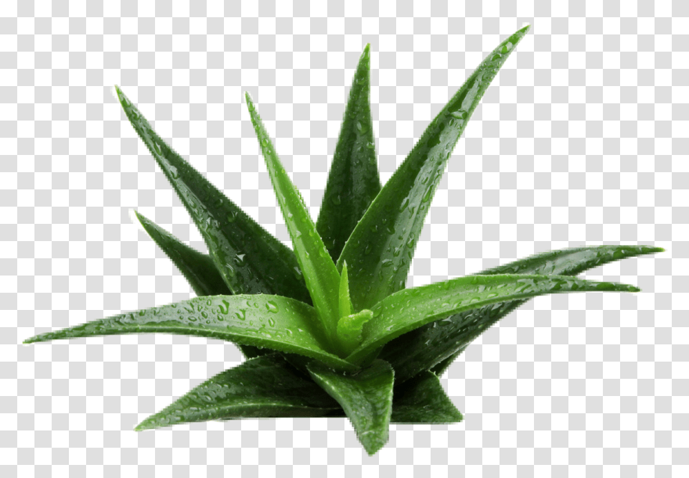 Aloe Background Removed Aloe Vera Plant Transparent Png