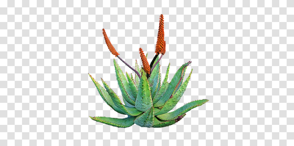 Aloe Barbadensis Aloe Vera The Plant Of Immortality Heliotrope Transparent Png
