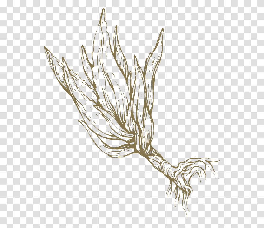Aloe Drawing Flower Sketch, Bird, Animal, Plant, Root Transparent Png