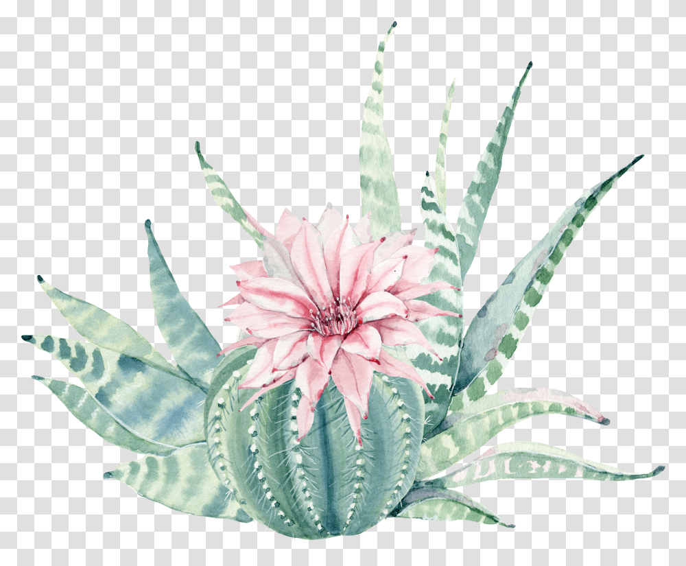 Aloe Drawing Flower & Clipart Free Download Watercolor Succulent Background Transparent Png