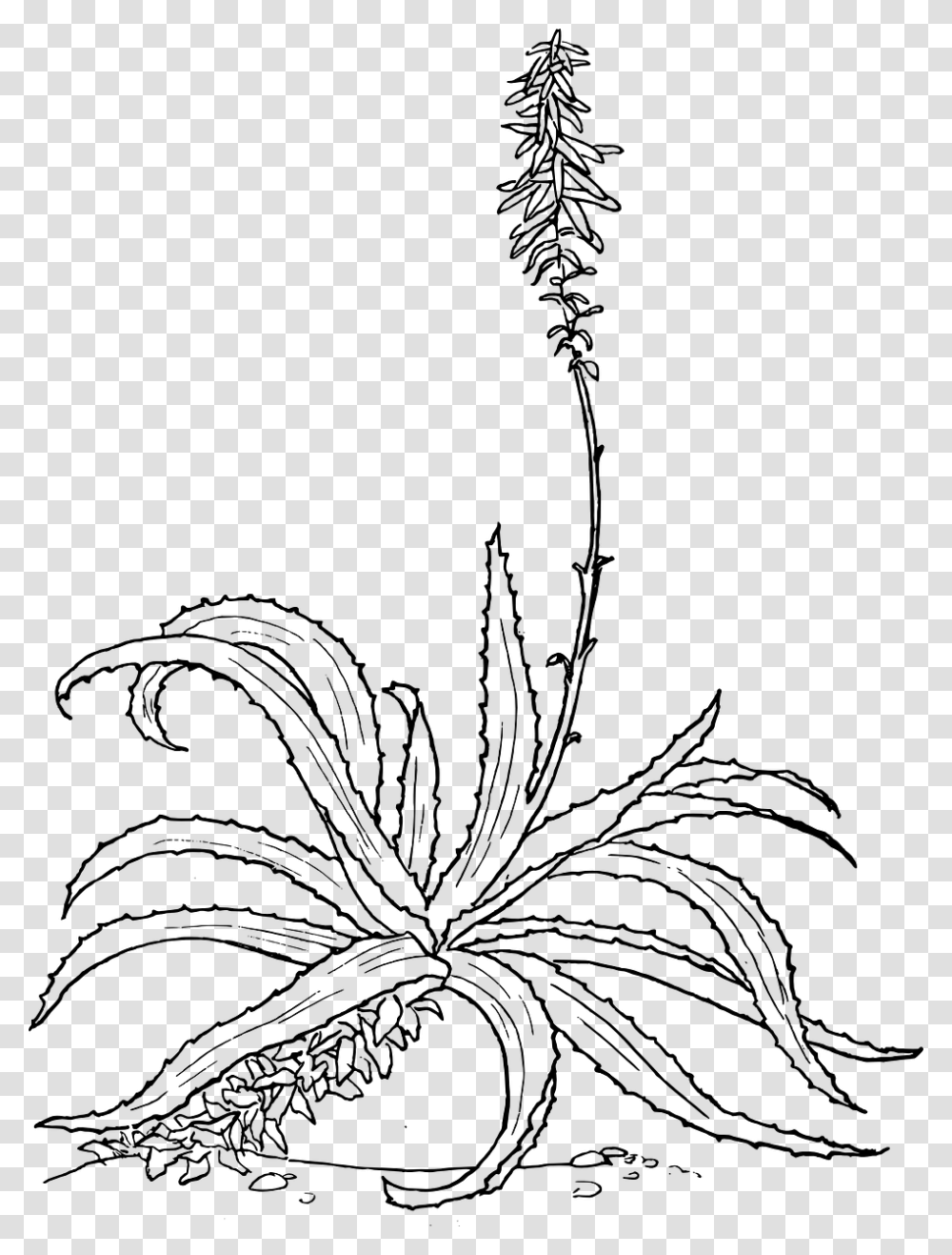 Aloe Drawing, Gray, World Of Warcraft Transparent Png