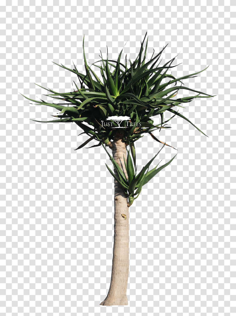 Aloe Drawing Tree Aloe Tree, Plant, Palm Tree, Arecaceae, Flower Transparent Png