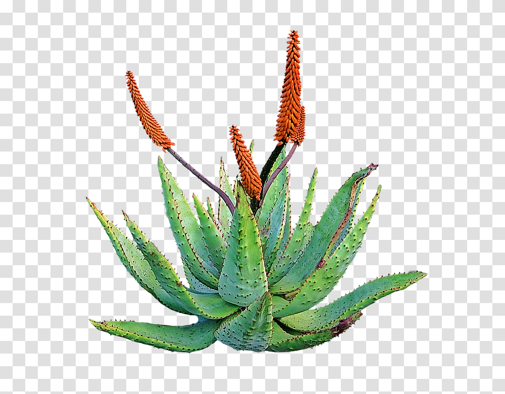 Aloe Free Download, Plant Transparent Png