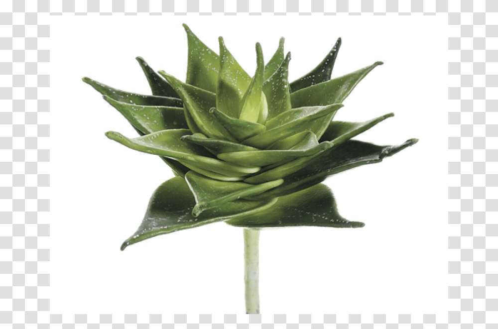 Aloe, Plant, Food, Flower, Blossom Transparent Png