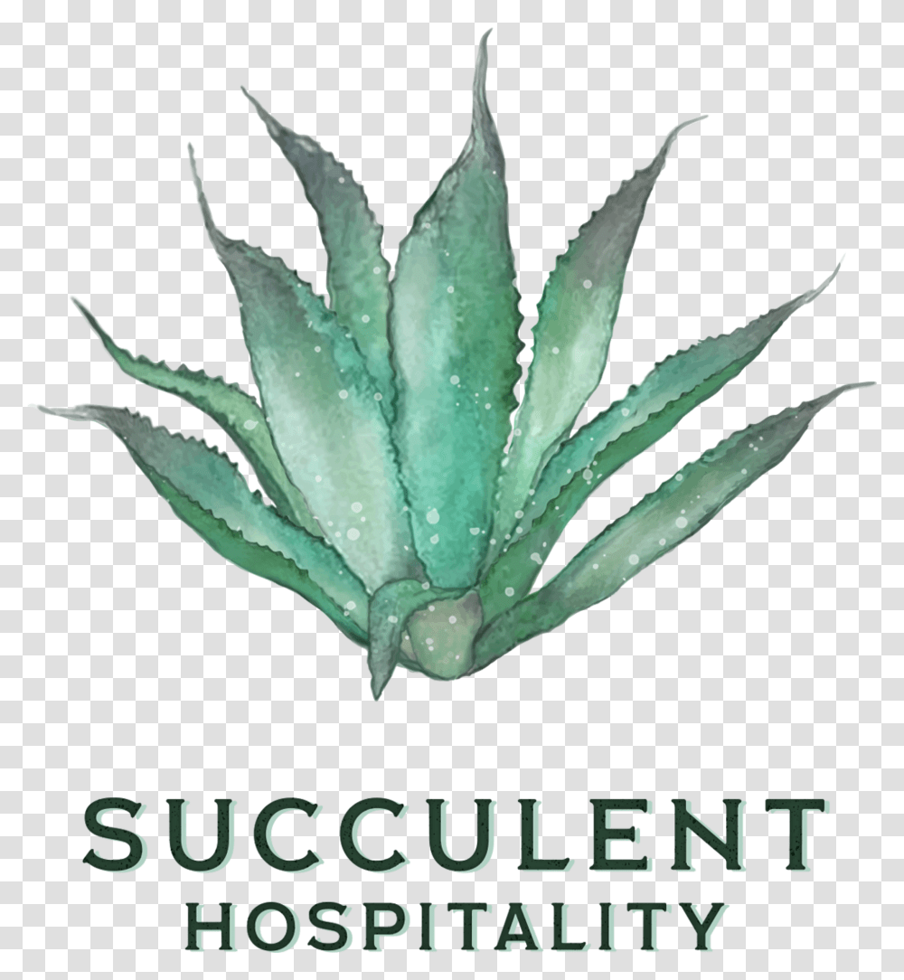 Aloe, Plant Transparent Png
