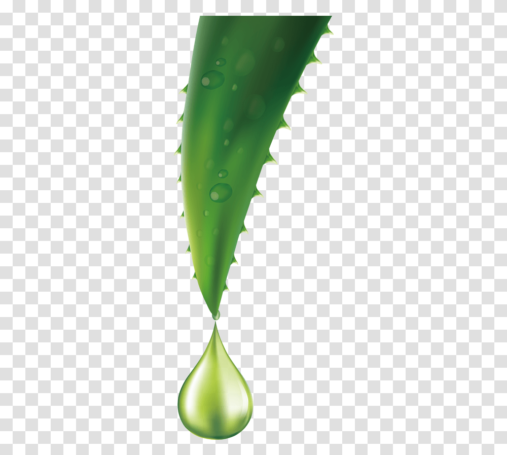 Aloe Queen A Reliable Source For Your Vera Needs Aloe Vera Vector, Plant Transparent Png
