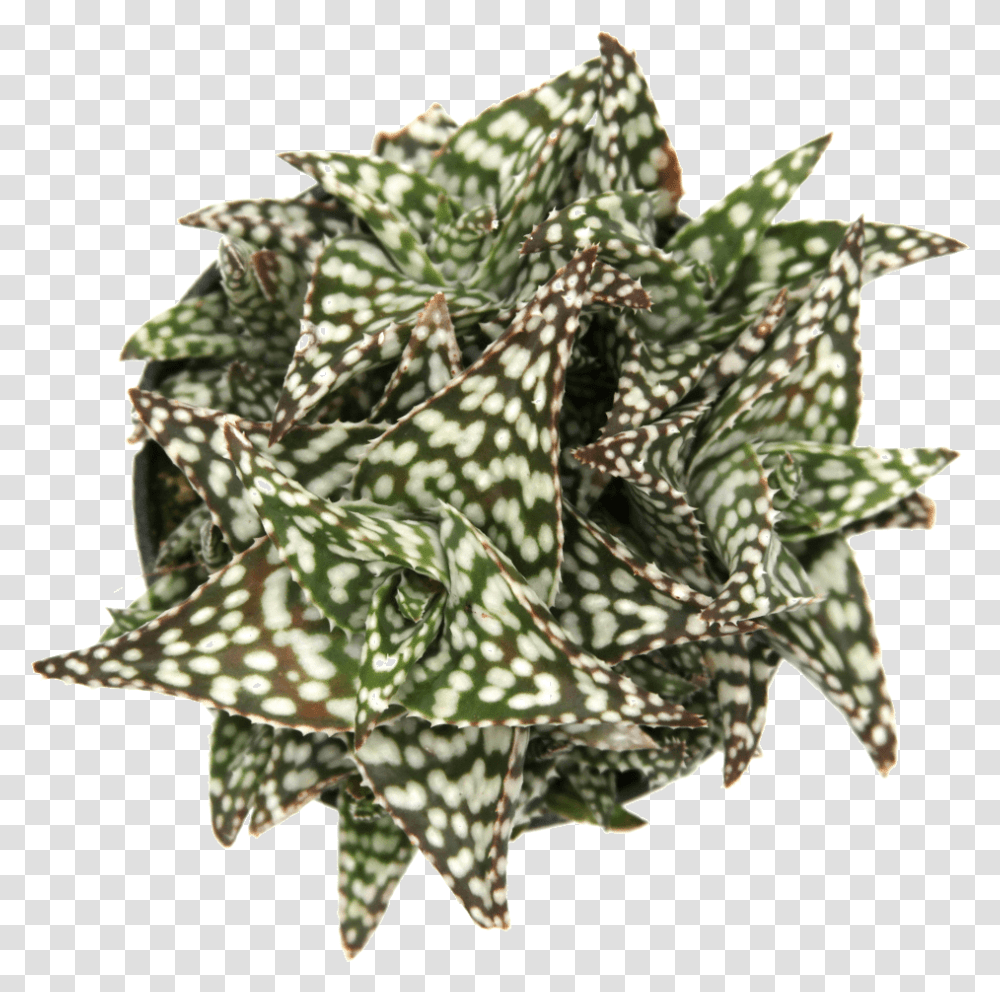 Aloe Snowstorm Aloe, Plant Transparent Png