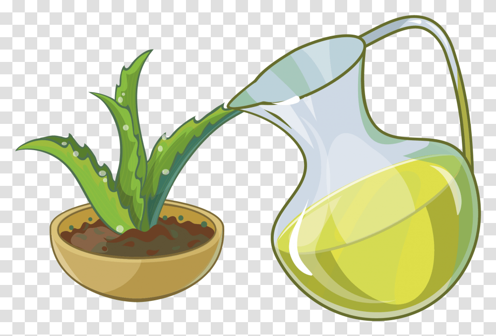 Aloe Succulent Plant, Sunglasses, Accessories, Accessory, Jug Transparent Png
