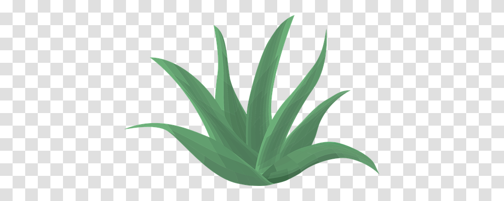 Aloe Vera Nature, Plant, Agavaceae Transparent Png