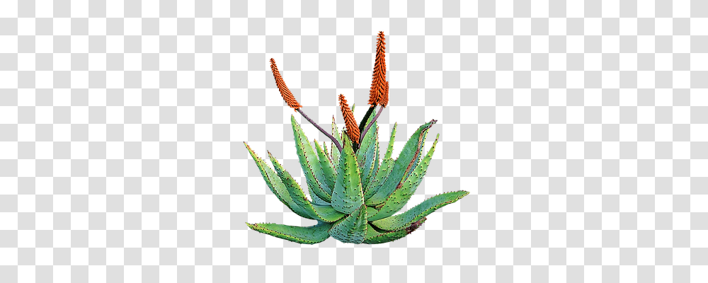 Aloe Vera Technology, Plant Transparent Png