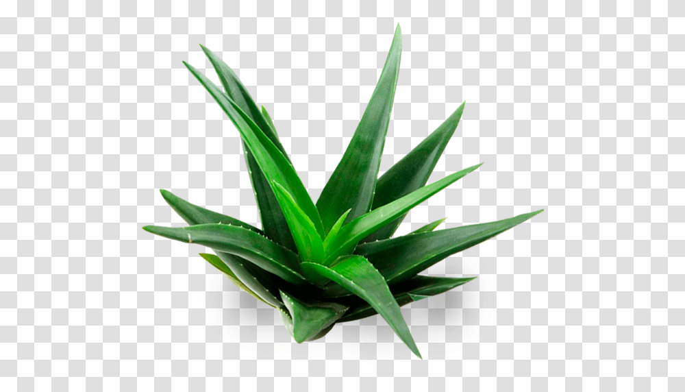 Aloe Vera A Domicilio Aloe Vera Plant Transparent Png