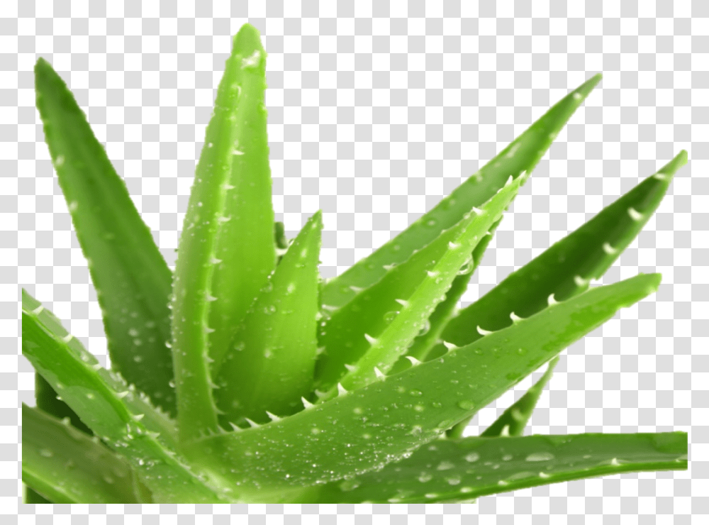 Aloe Vera Aloe Barbadensis Miller, Plant, Leaf Transparent Png