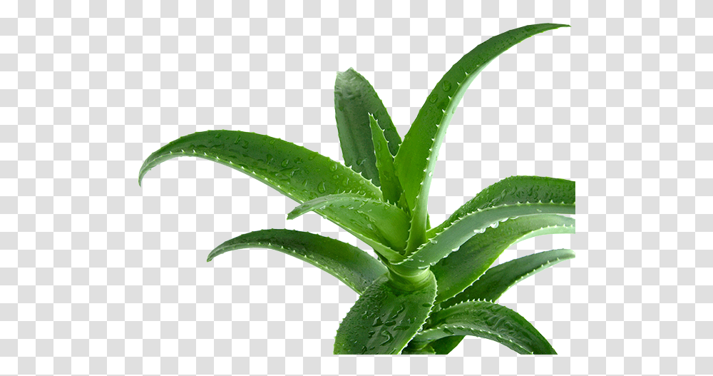 Aloe Vera Aloe, Plant, Leaf Transparent Png