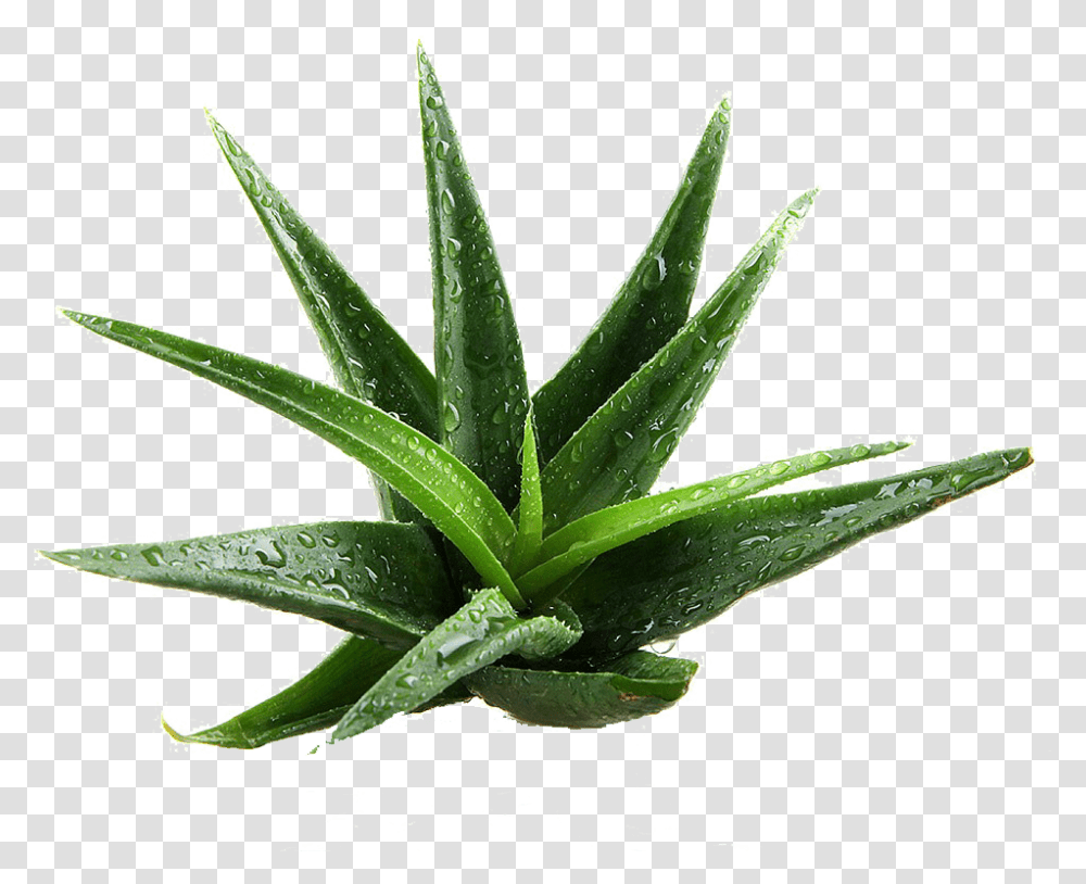 Aloe Vera Aloe Vera Plant Transparent Png
