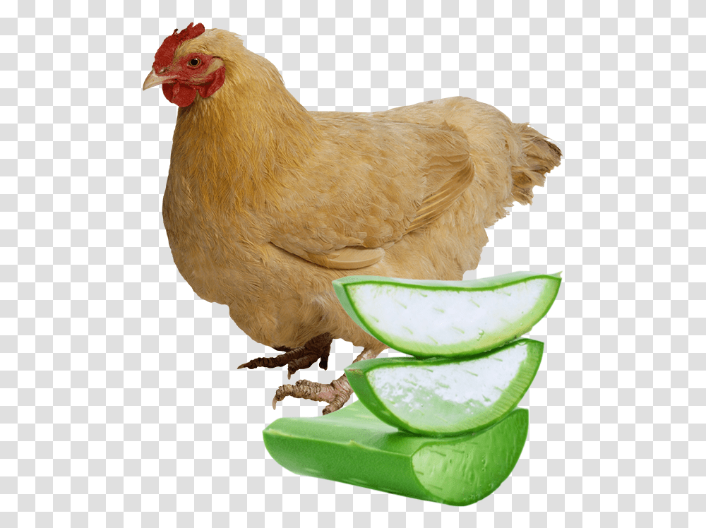 Aloe Vera And Egg, Chicken, Poultry, Fowl, Bird Transparent Png