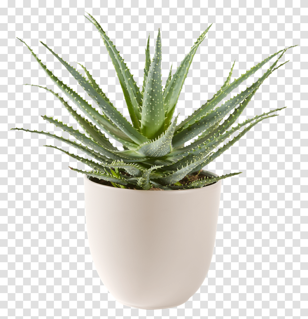 Aloe Vera Bont Plant Transparent Png