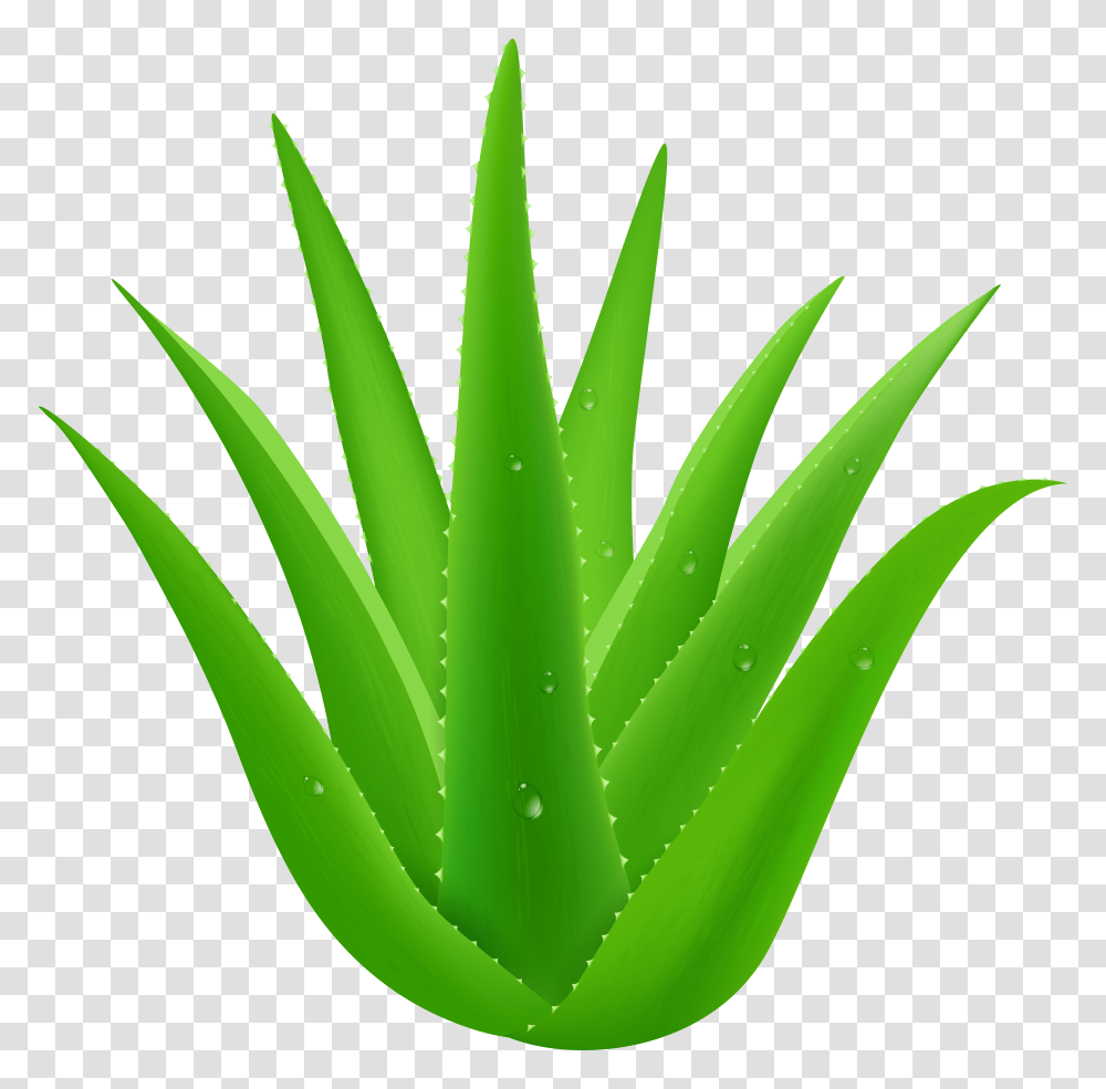 Aloe Vera Clip Transparent Png