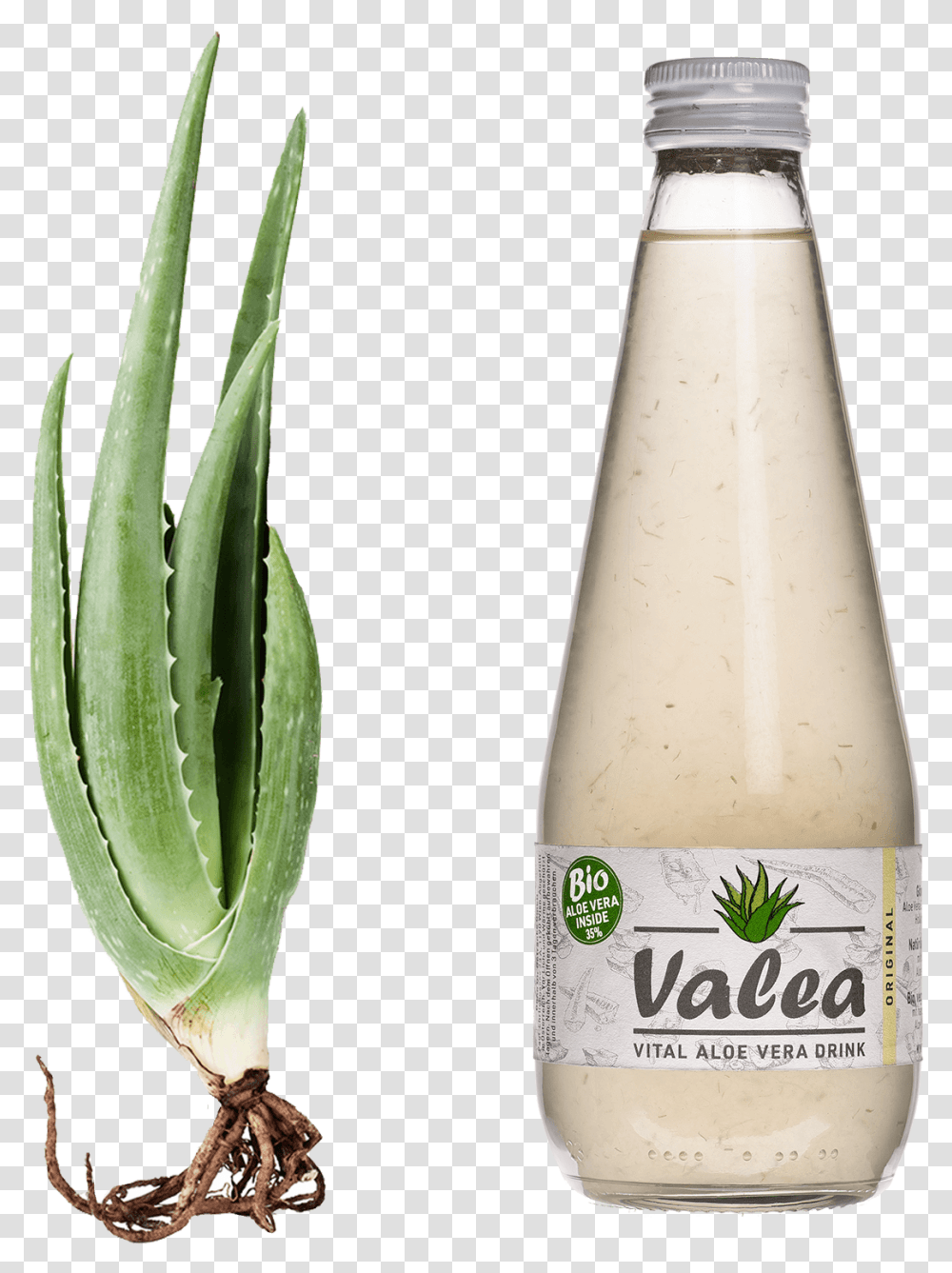 Aloe Vera FlascheStyle Margin Valea Aloe Vera Drink, Plant, Pineapple, Fruit, Food Transparent Png