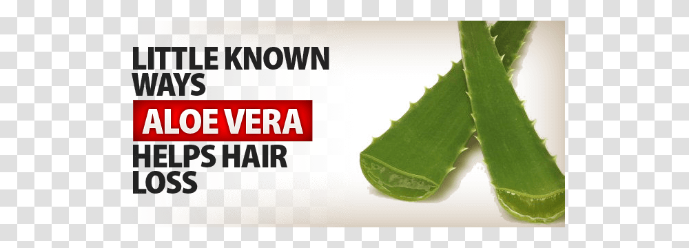 Aloe Vera For Hair Loss Facts And Benefits Har Vokse, Plant Transparent Png