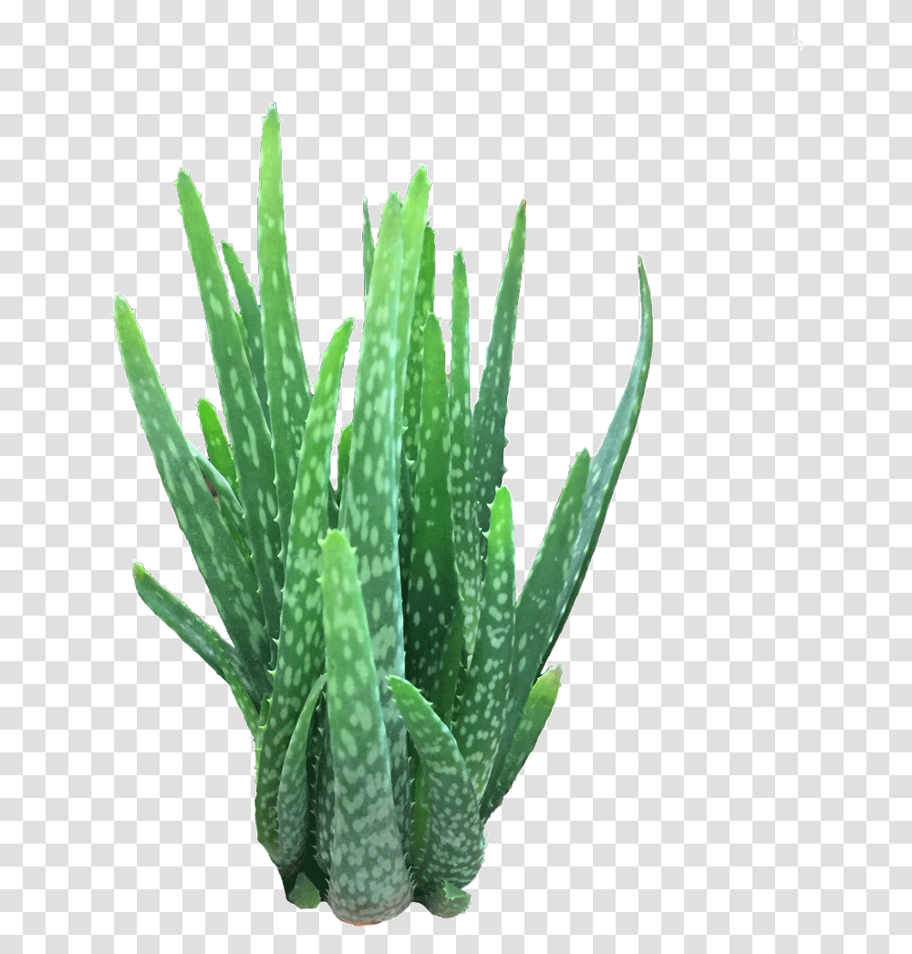 Aloe Vera Grass, Plant, Green Transparent Png