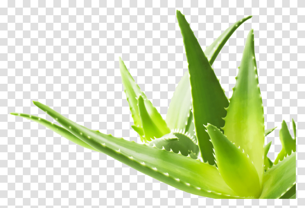 Aloe Vera Hd, Plant, Green Transparent Png