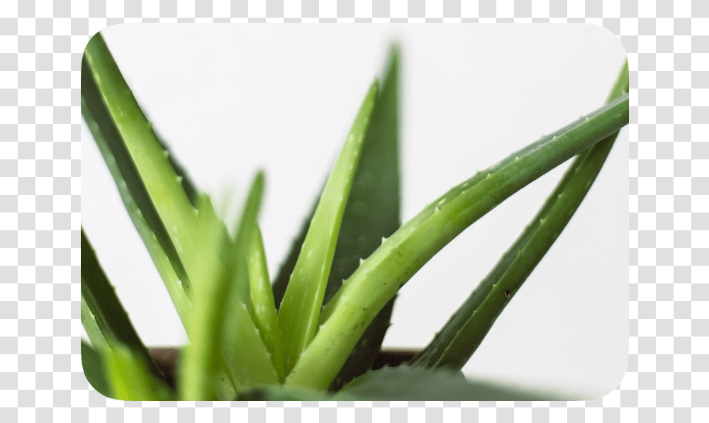 Aloe Vera Images Free Download, Plant Transparent Png