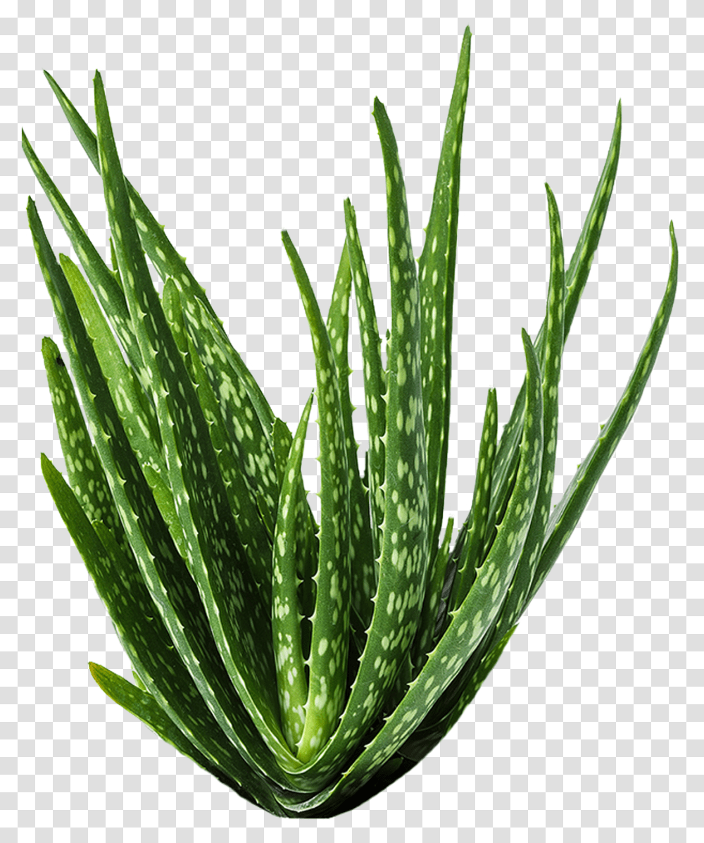 Aloe Vera Medicine Plants Transparent Png