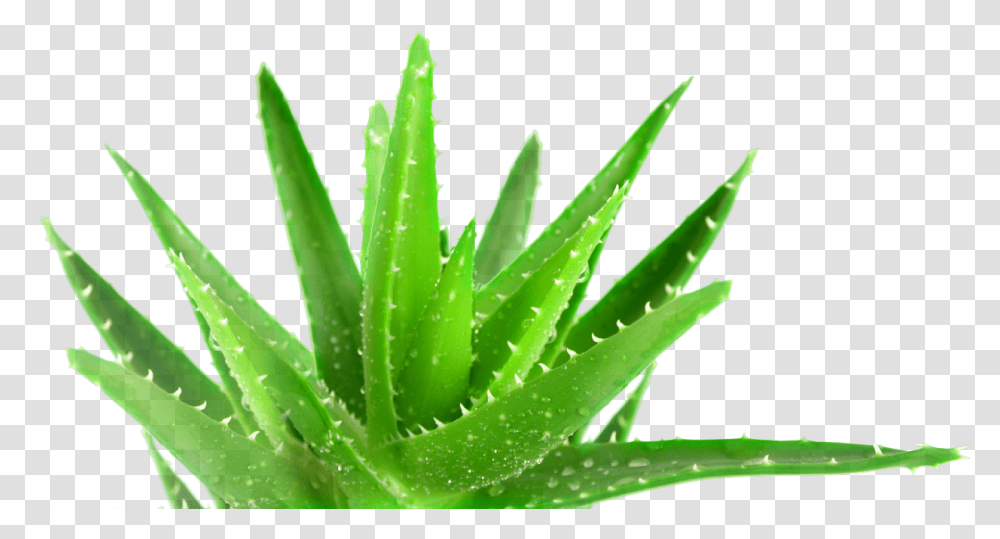 Aloe Vera Plant Hd, Leaf Transparent Png