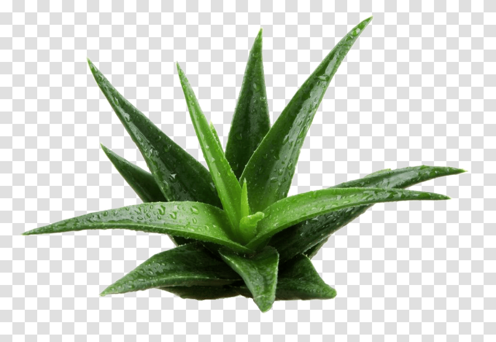Aloe Vera Plant Image Pflanzen Transparent Png