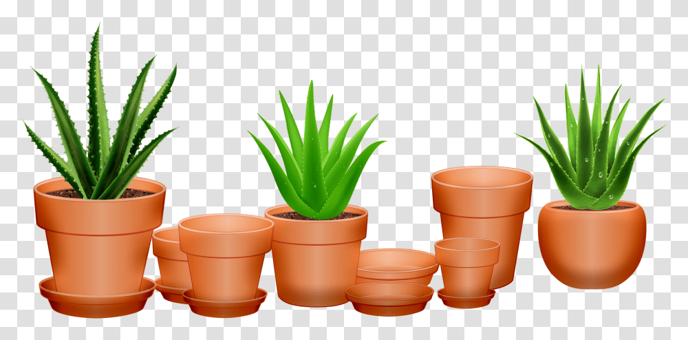 Aloe Vera, Plant, Leaf, Pot Transparent Png