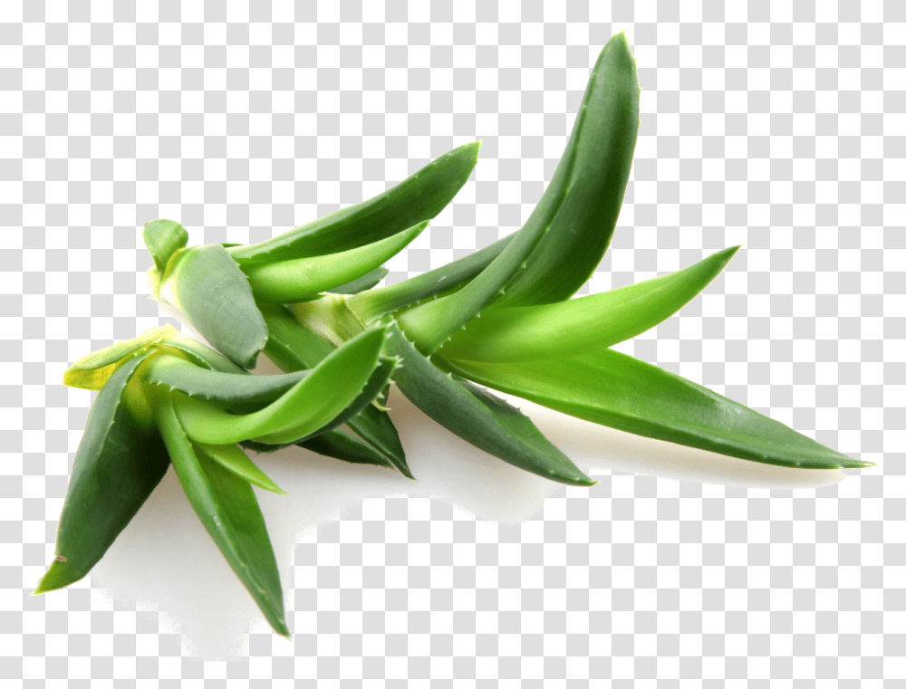Aloe Vera, Plant, Sprout, Leaf Transparent Png