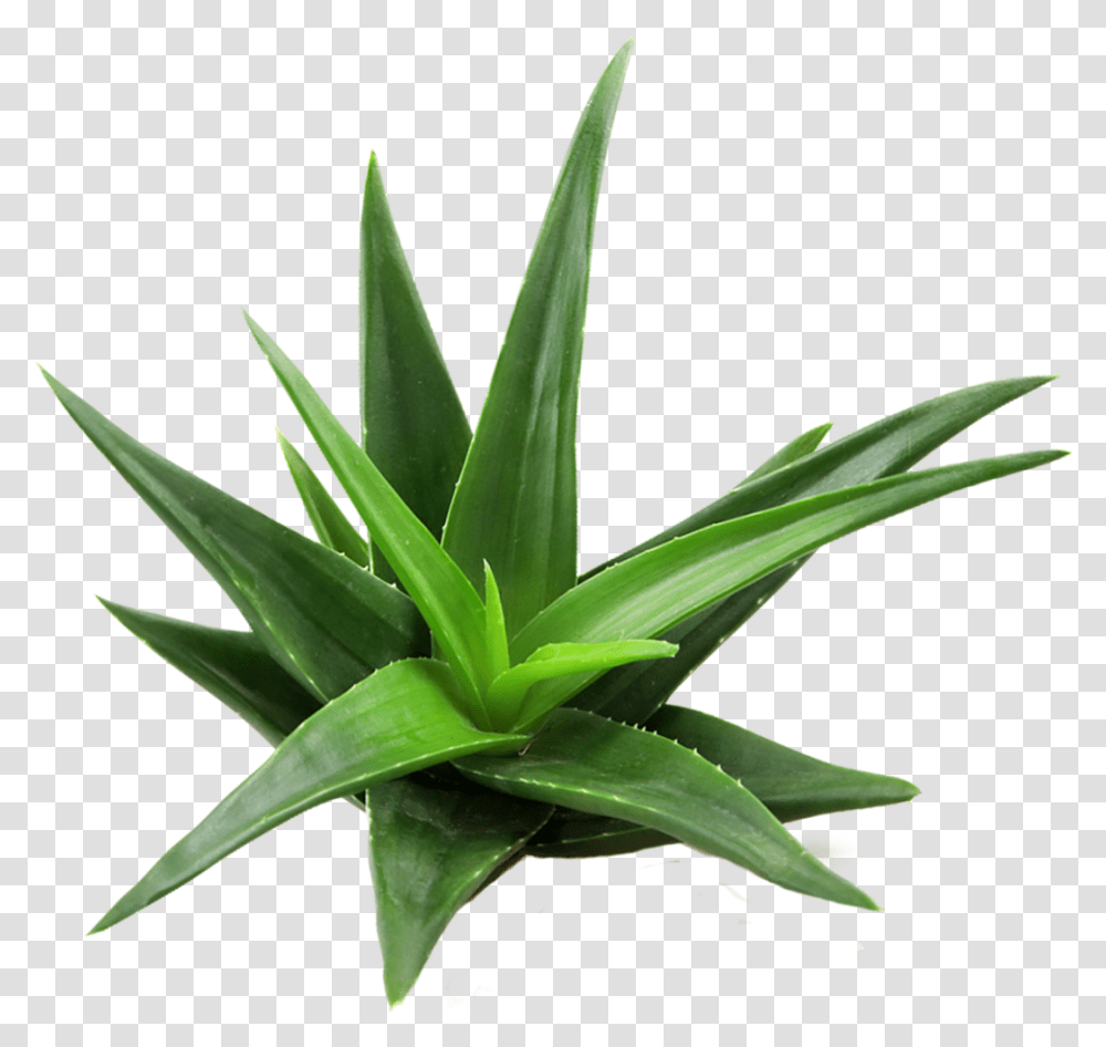 Aloe Vera Plant Top View Transparent Png