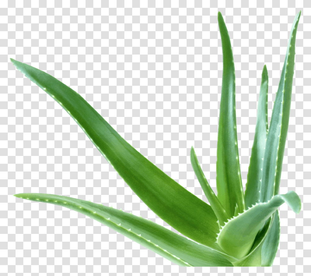 Aloe Vera, Plant Transparent Png